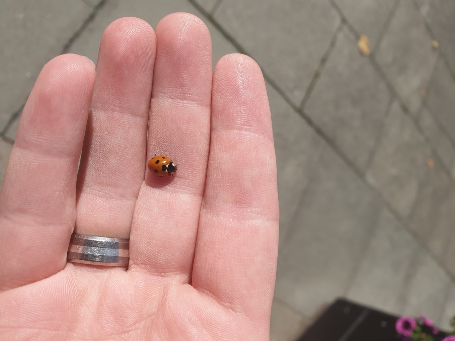 Found Wandering in Aberdeen