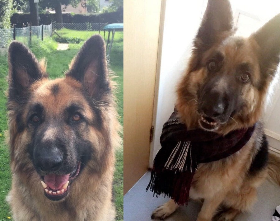 German Shepherded called Shadow