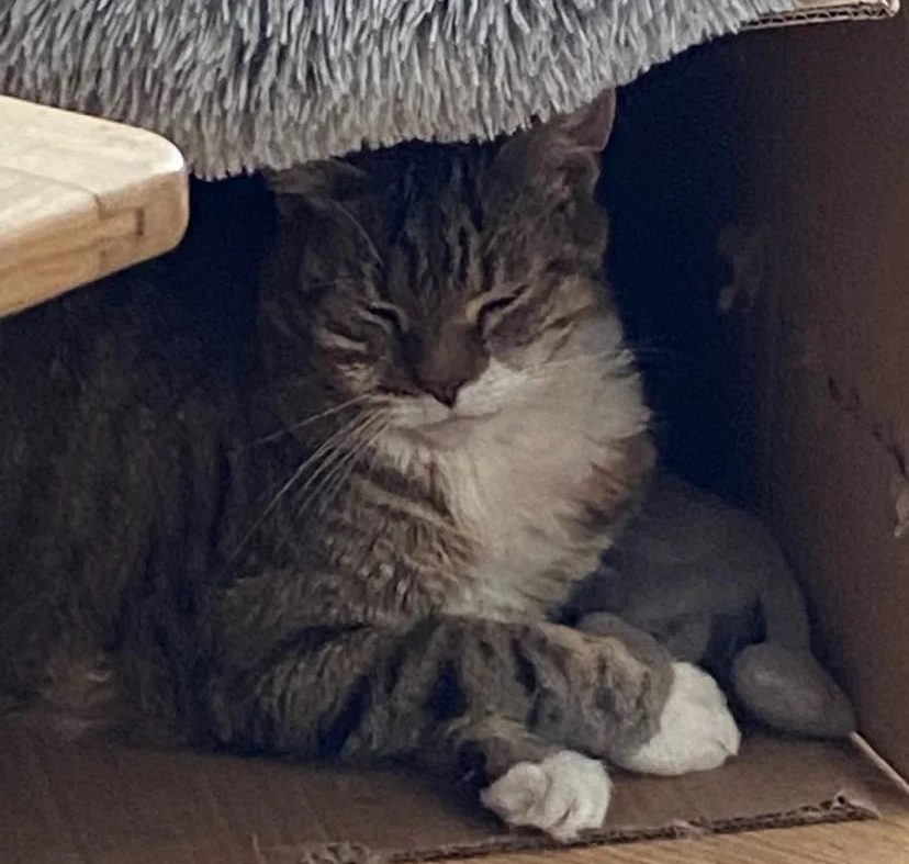 Reggie the cat sadly passed away in October 2023